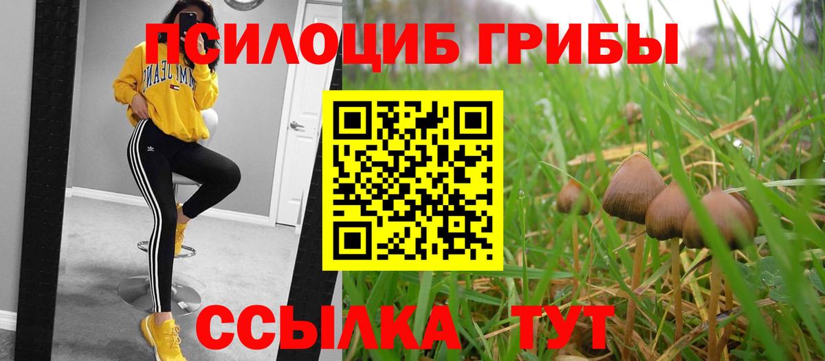 Псилоцибиновые грибы Psilocybine cubensis Кизляр